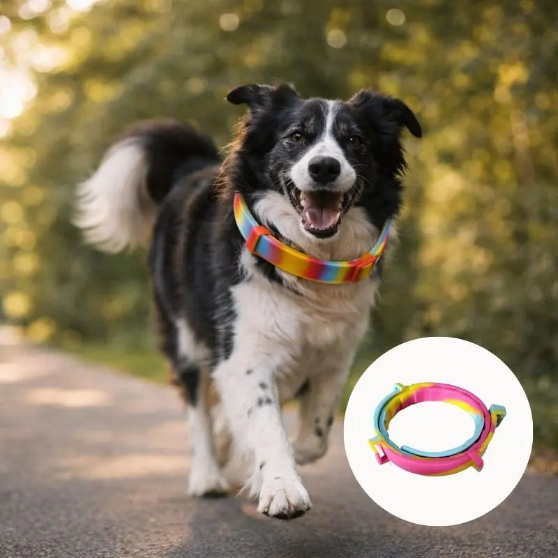 Coleira de Proteção SafePet | Bem-Estar e Higiene por 8 Meses