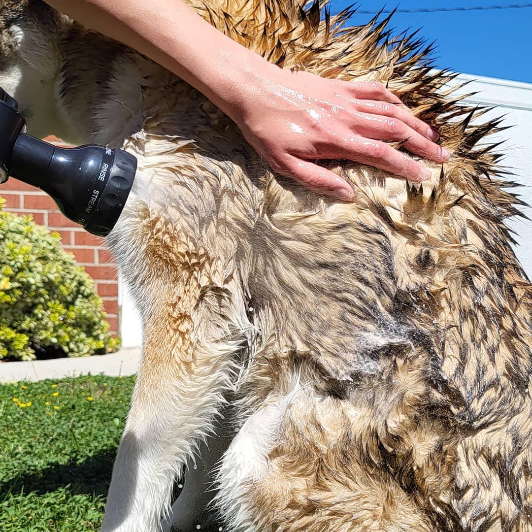 Pulverizador de Espuma Alta Pressão em ação, proporcionando um banho relaxante para um pet