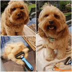 Escova Rasqueadeira Profissional para Cães e Gatos | Pet Desh - Powerstill