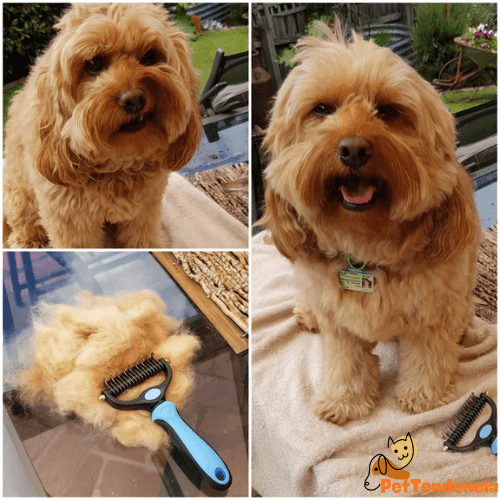 Escova Rasqueadeira Profissional para Cães e Gatos | Pet Desh - Powerstill